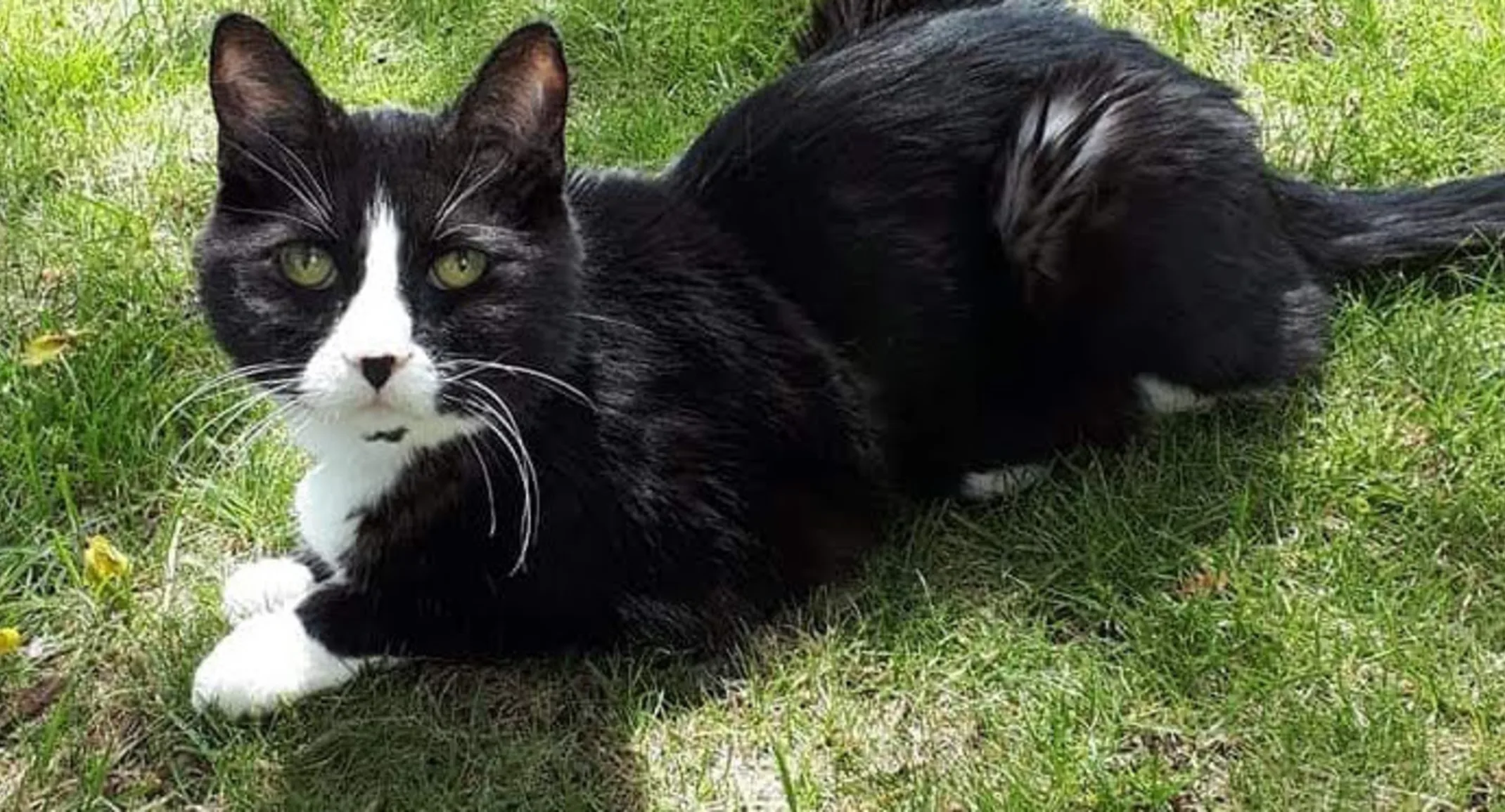 A cat sitting on grass